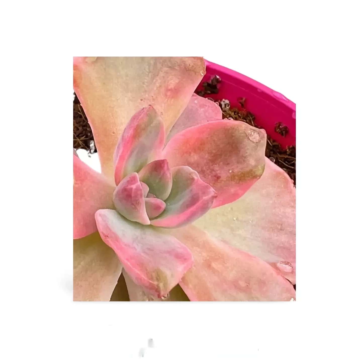 Echeveria-Engelsflügel