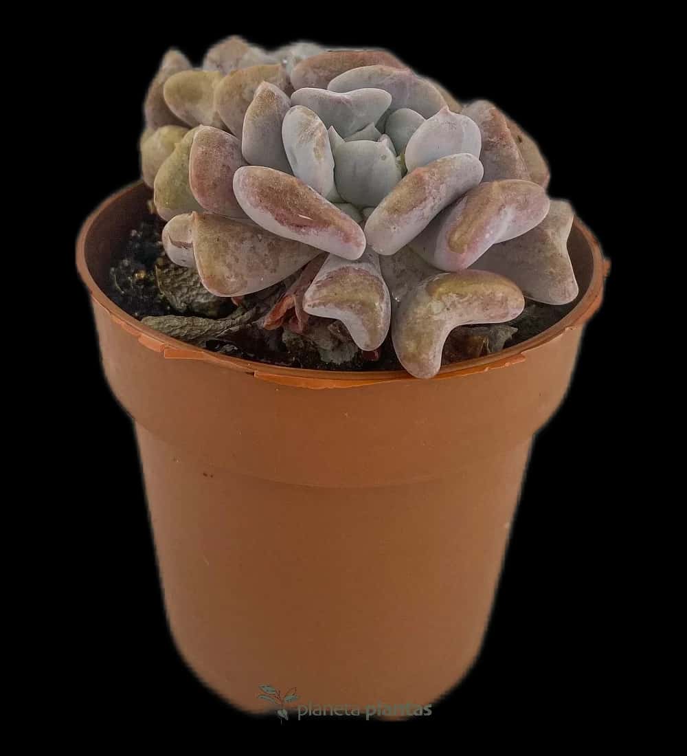 Eselsohr – (Echeveria Cubic Frost)