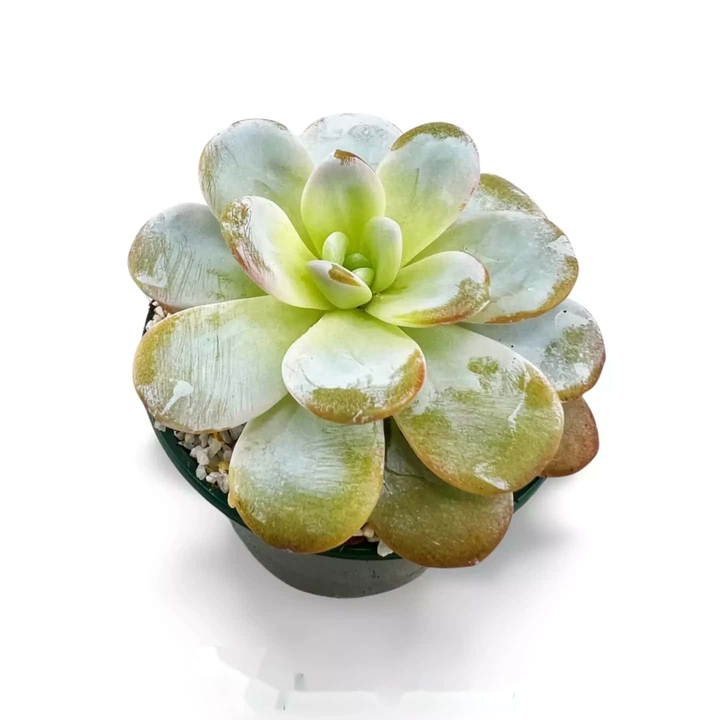 Echeveria Laui
