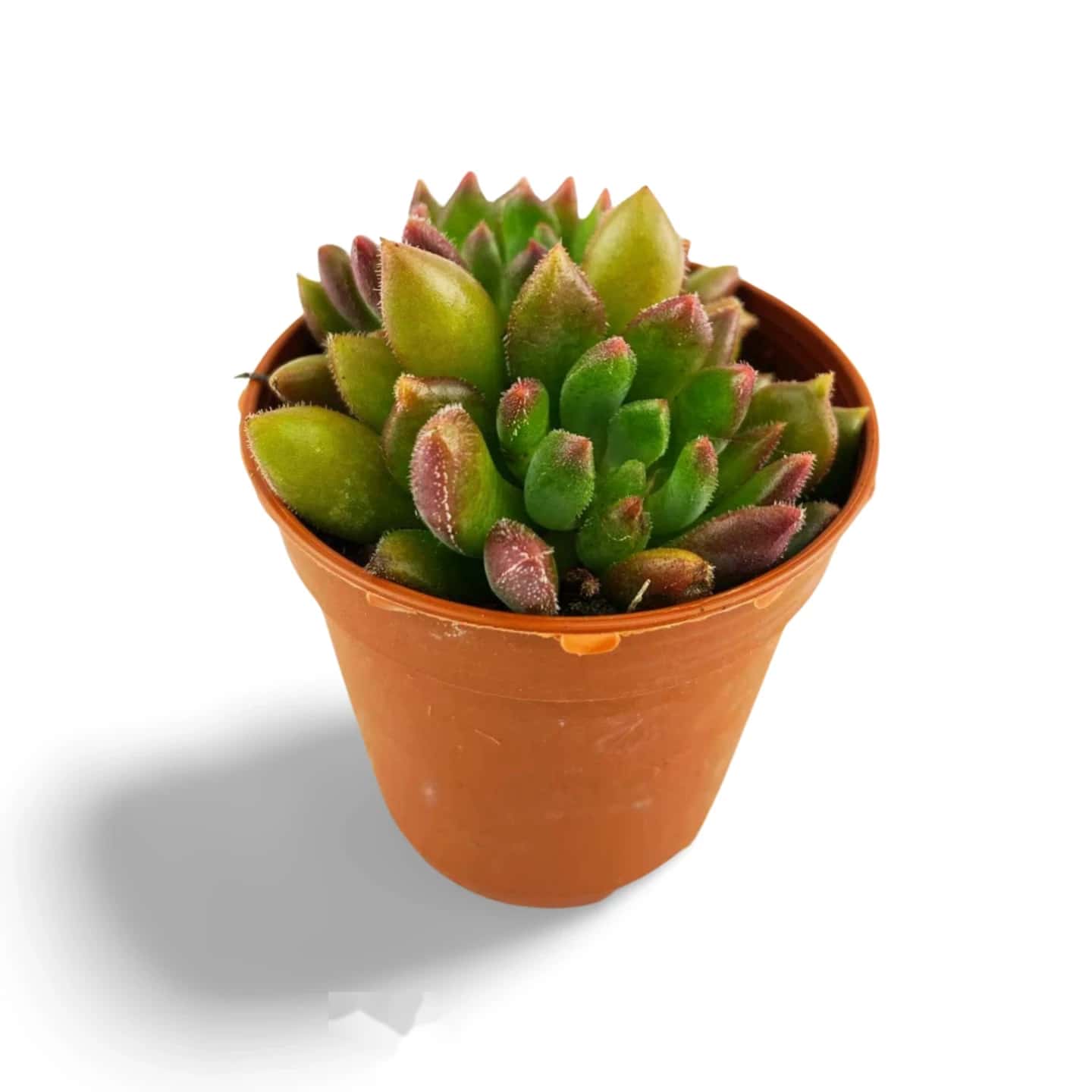 Echeveria Mebina