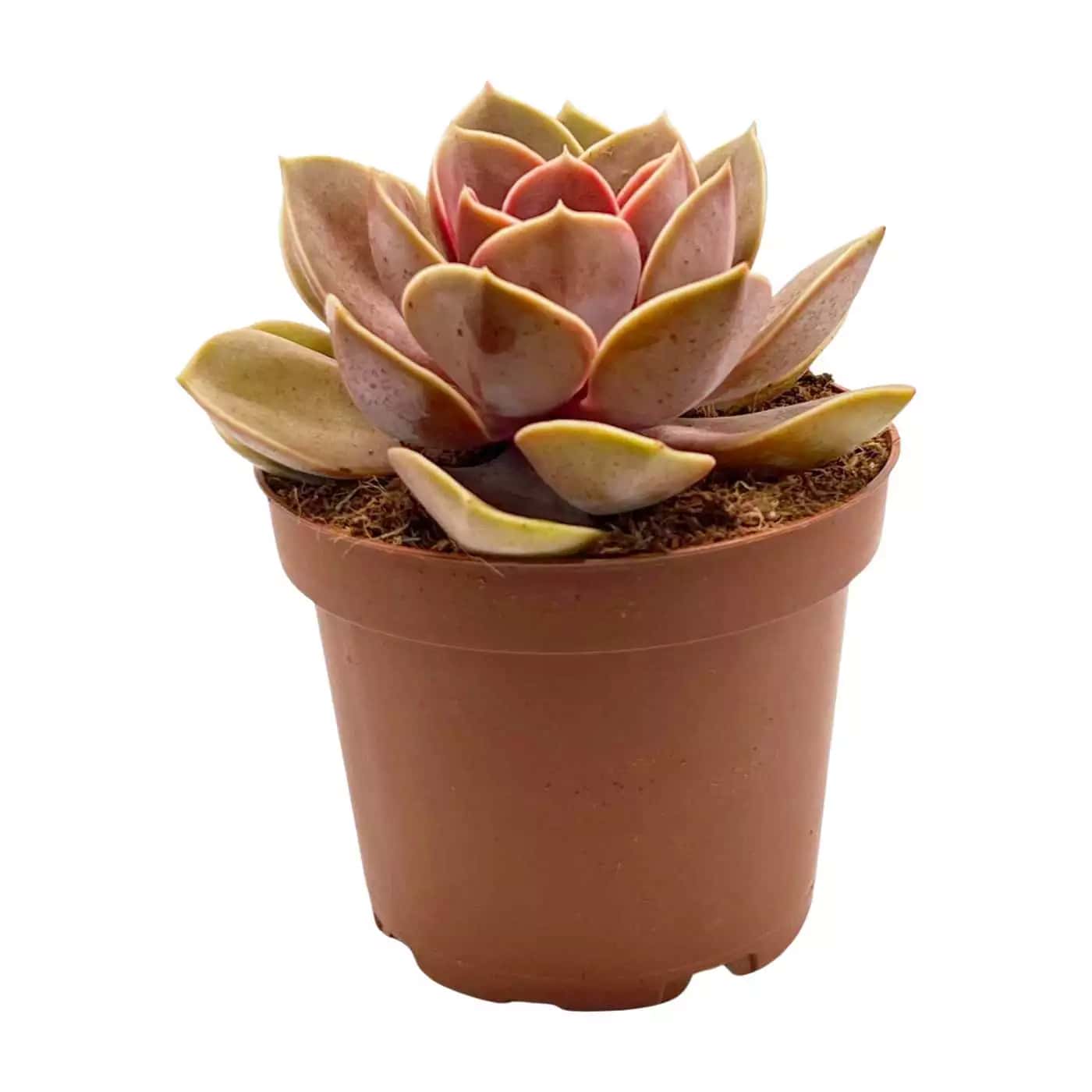 Echeveria Rob Roy