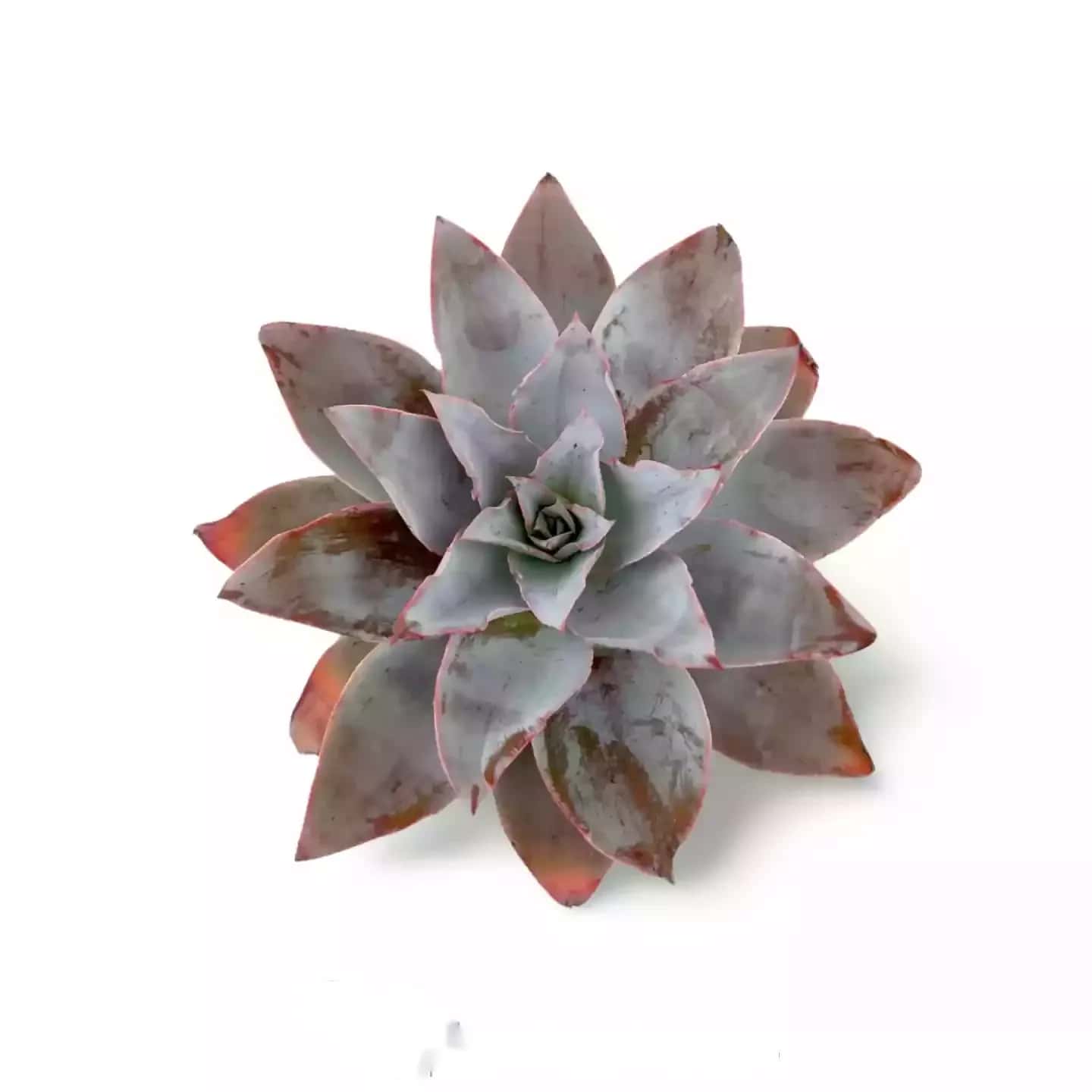 Echeveria Strictiflora