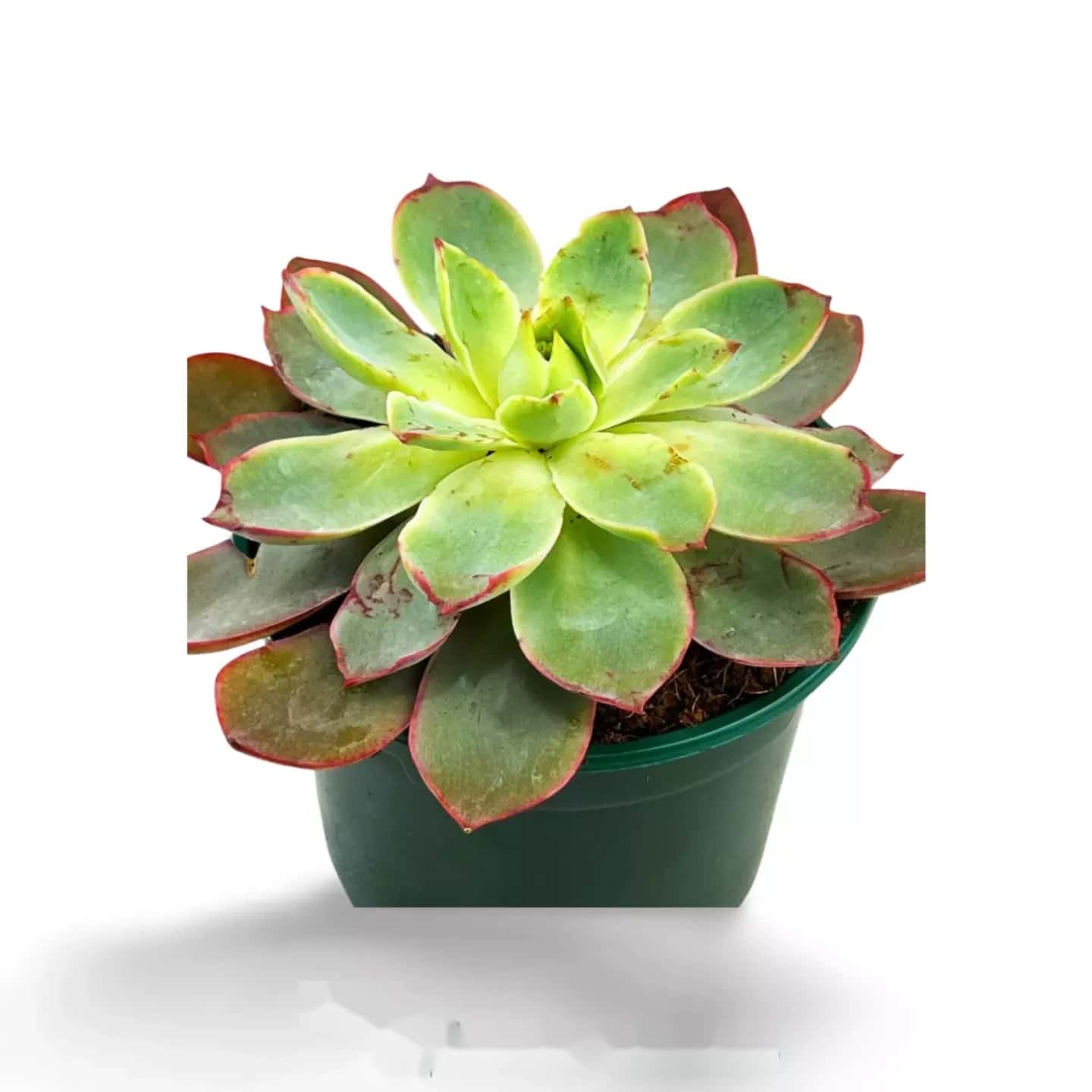 Echeveria-Süßigkeiten