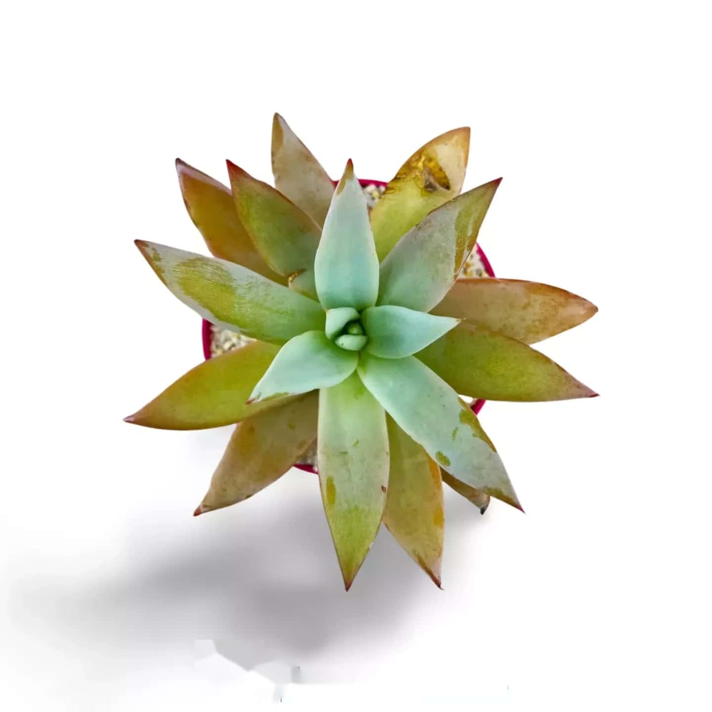 Echeveria colorata