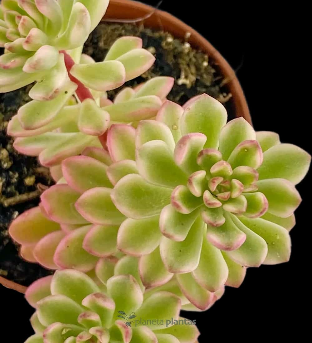 Echeveria Minibelle