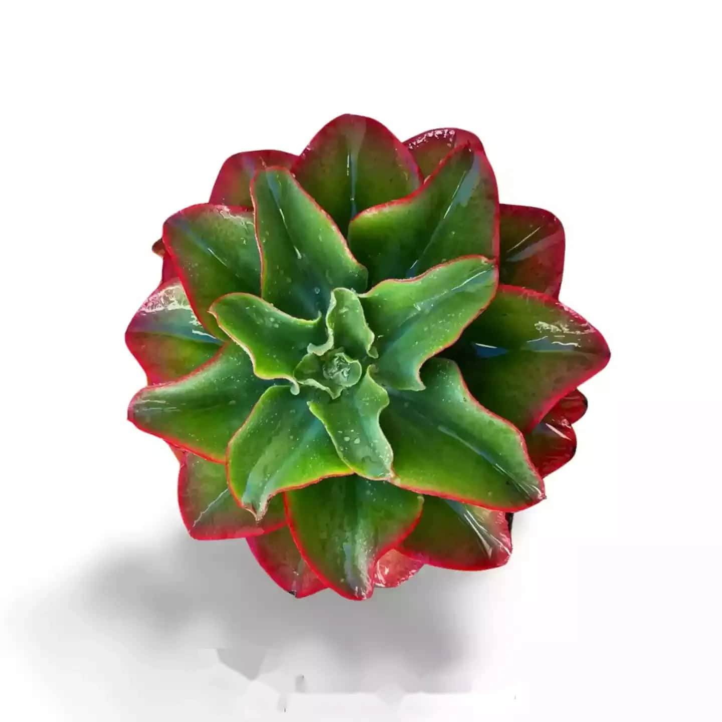 Echeveria triquiana