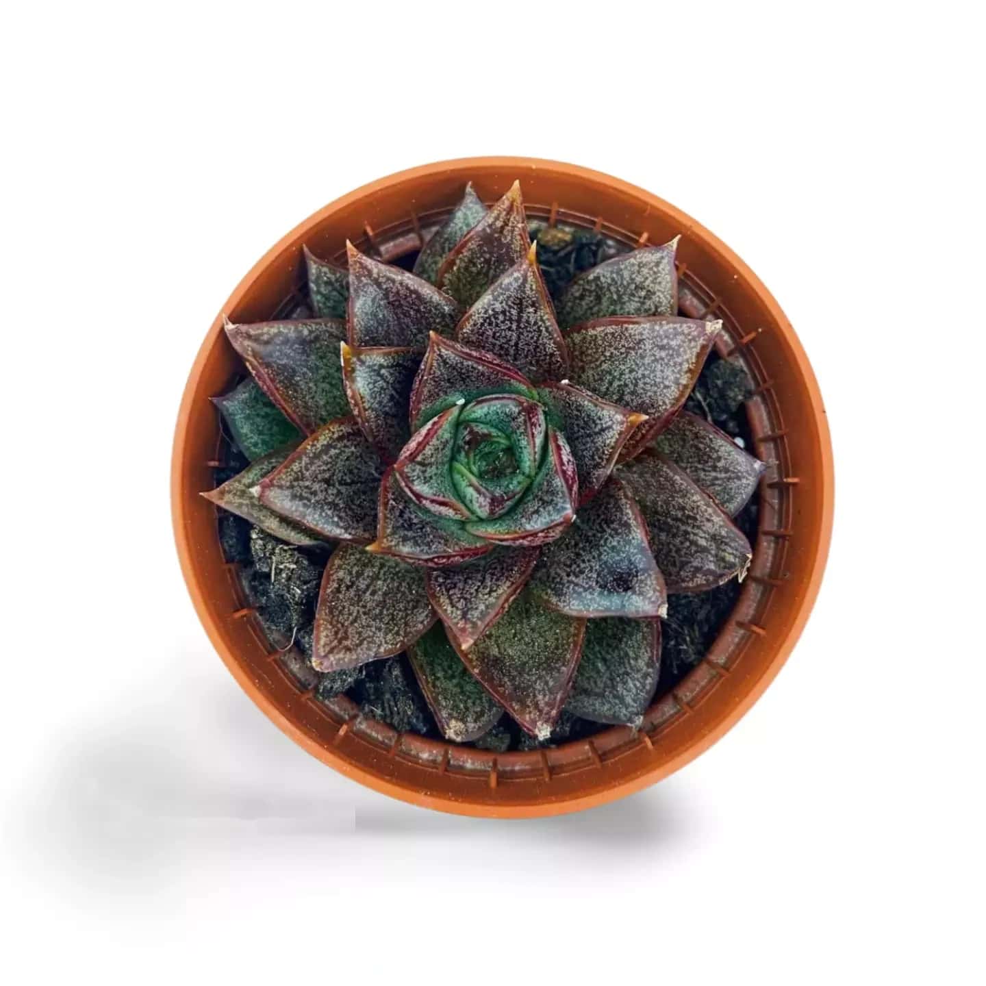 Echeveria Purpuestorum