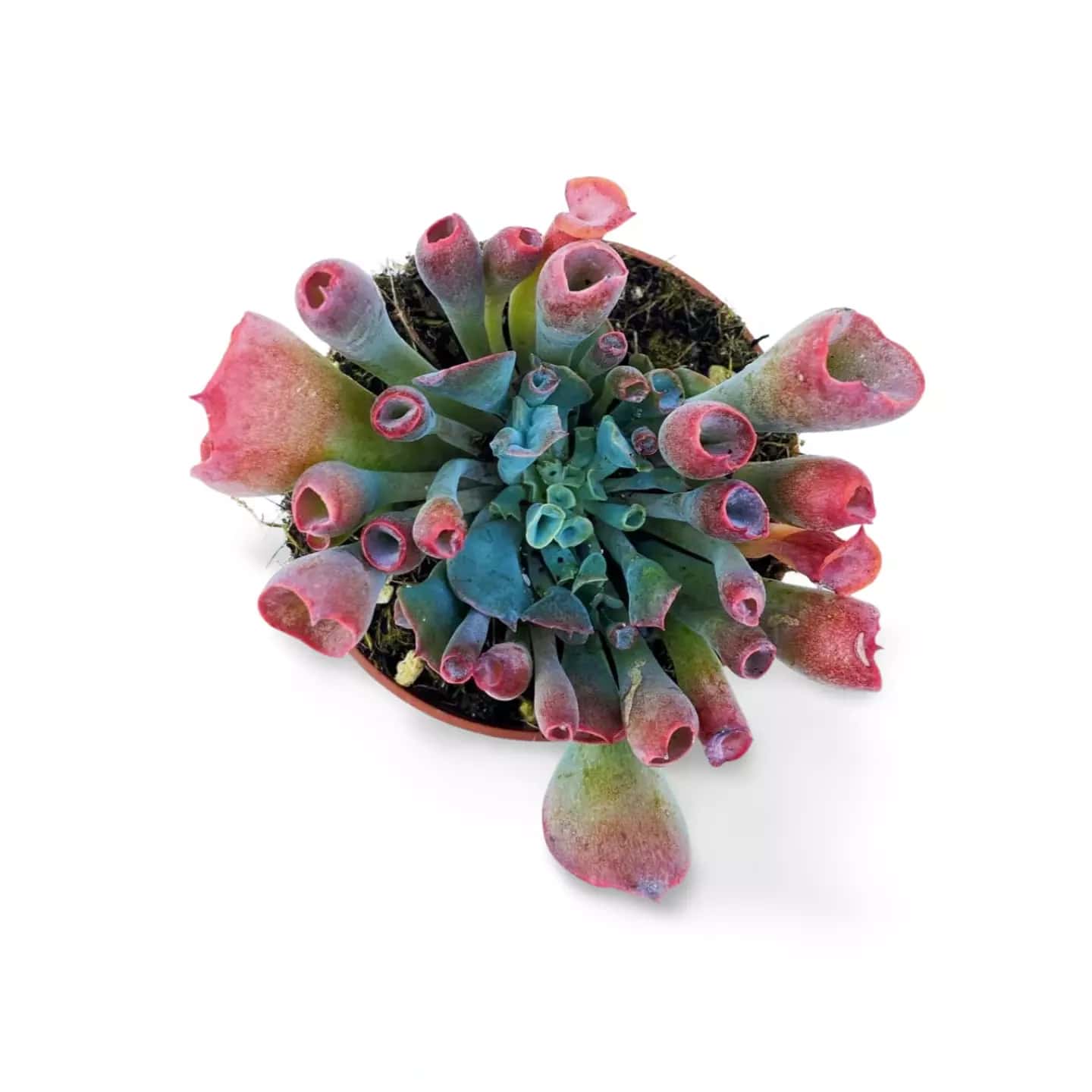 Echeveria Trompete Pinky