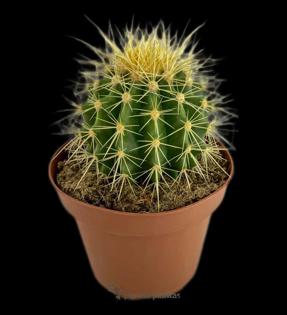 Goldenes Fass - (Echinocactus Grusonii Al)