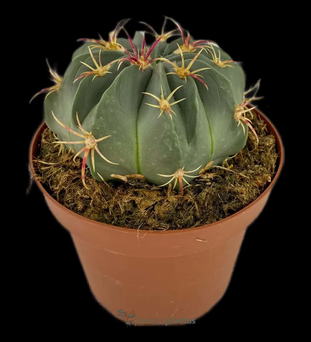 Echinocactus Texensis