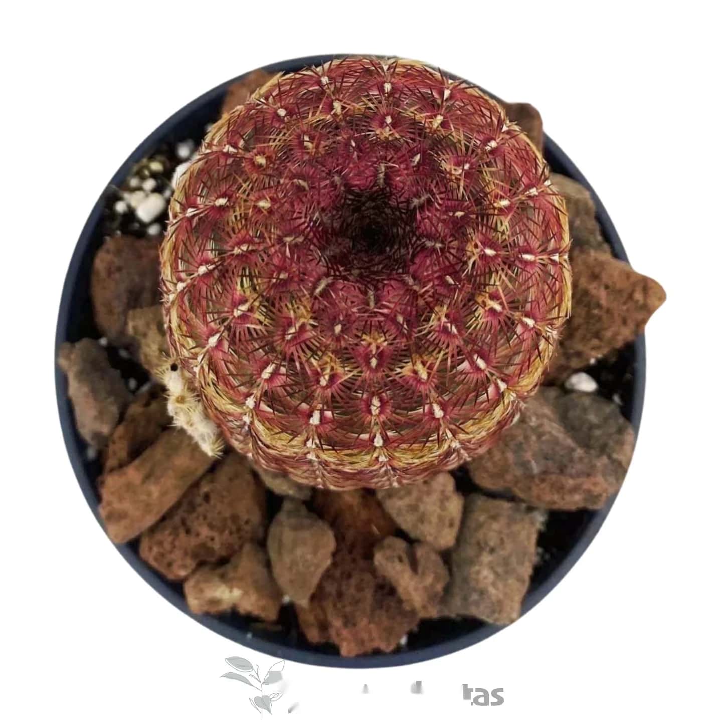 Echinocereus Rigidissimus Rubispinus