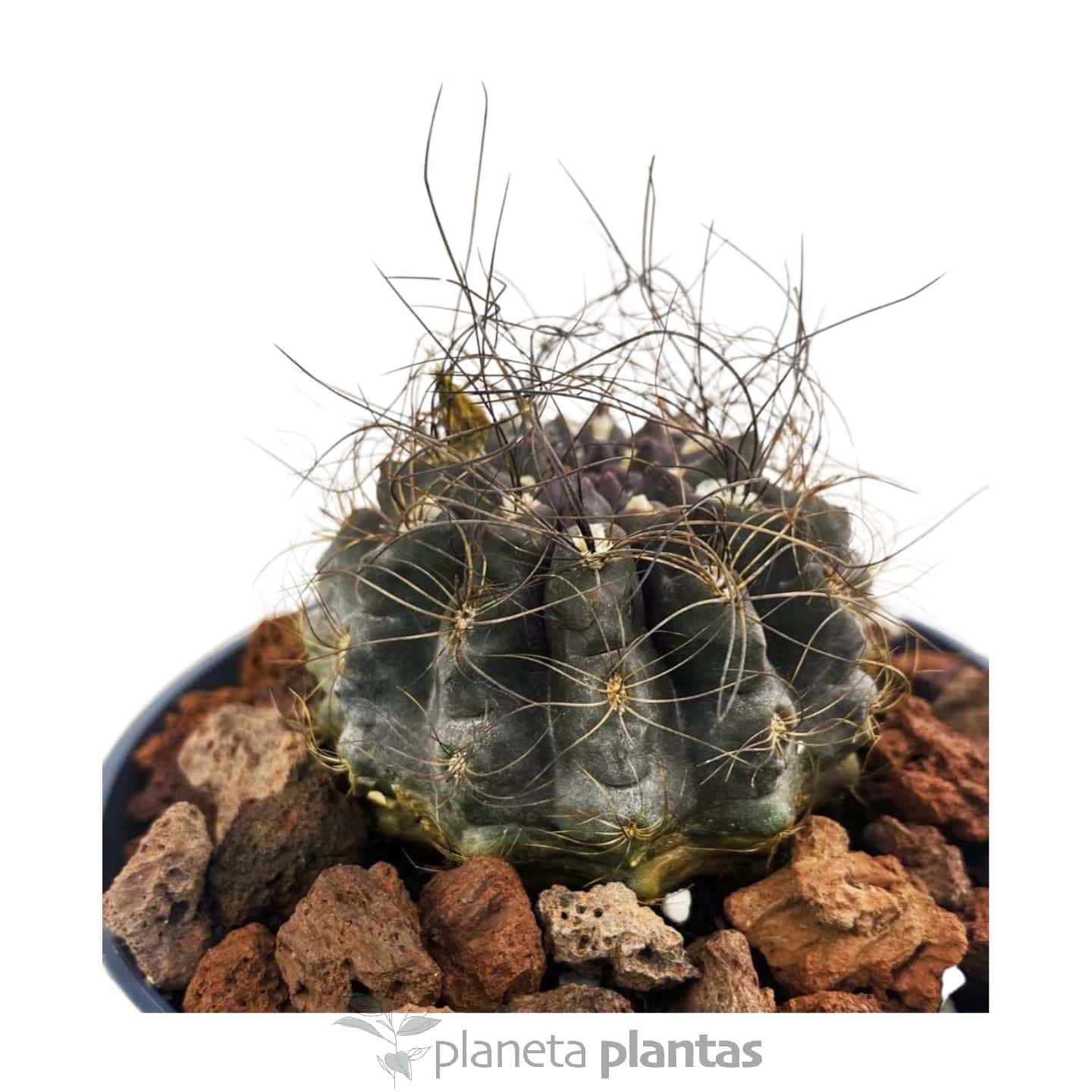 Eriosyce senilis