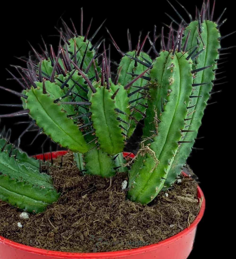 Nadelkissen - (Euphorbia Enopla)