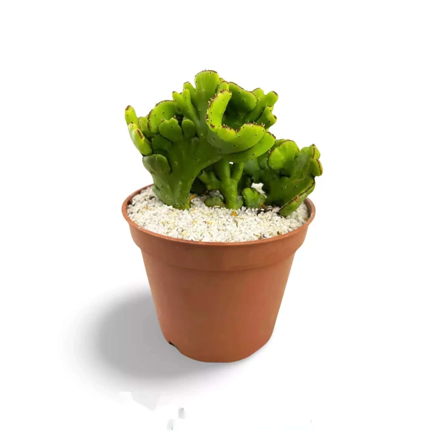 Euphorbia leucodendron