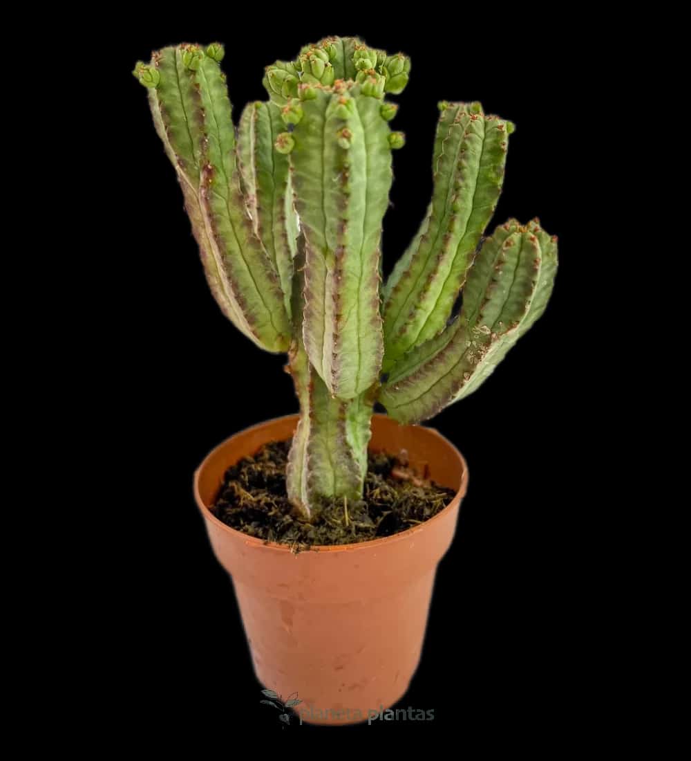 Maiskolbenkaktus - (Euphorbia Mammillaris)