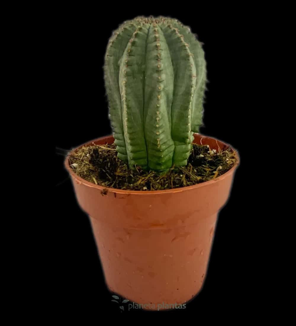 Seeigel - (Euphorbia Obesa L)