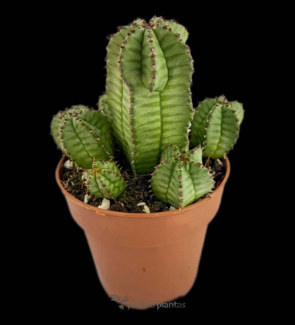 Euphorbia Polygona B