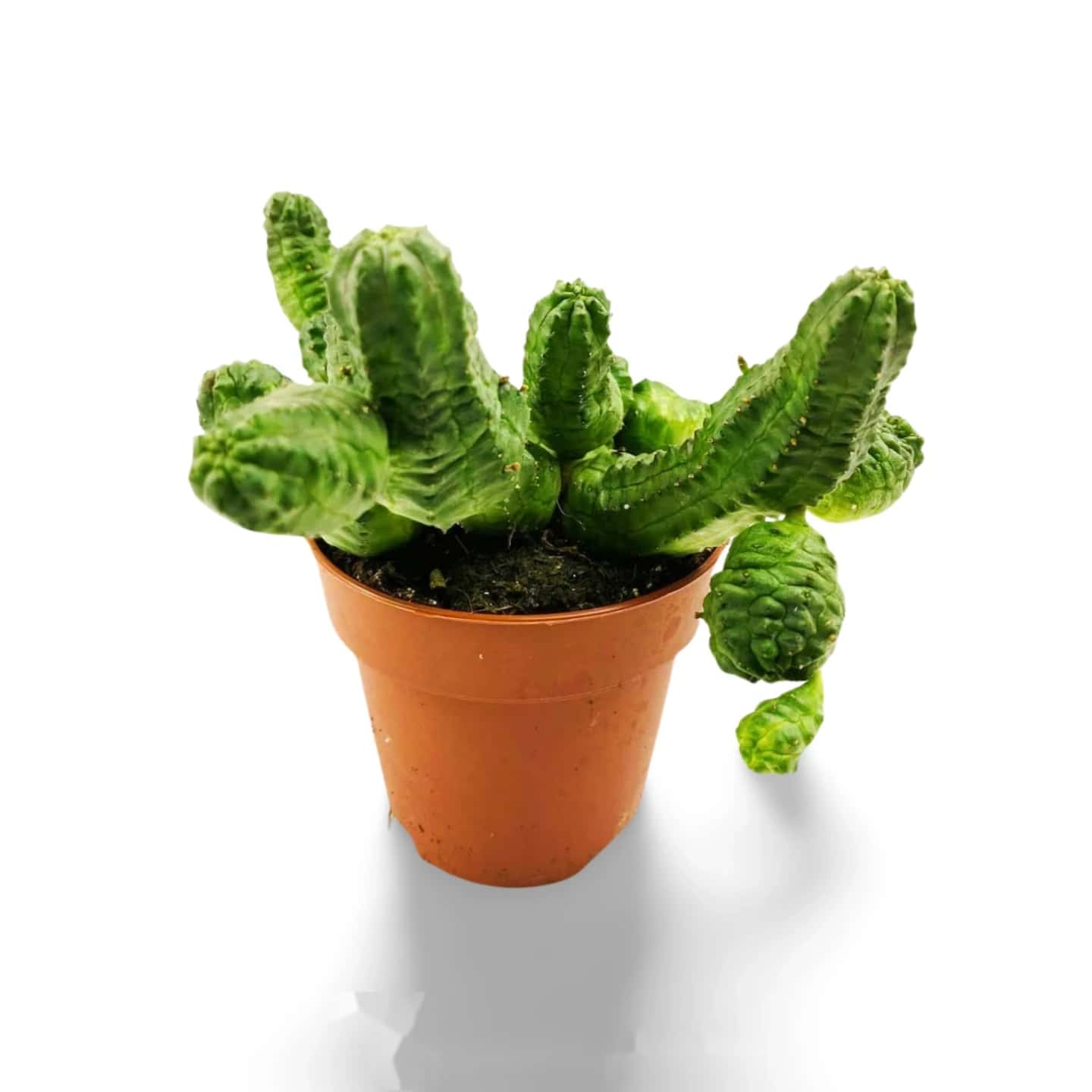 Euphorbia pseudoglobosa