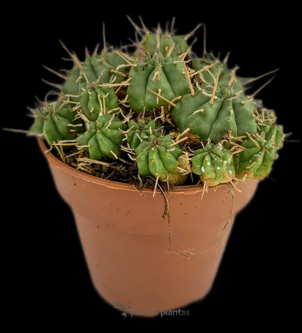Euphorbia Pulvinata