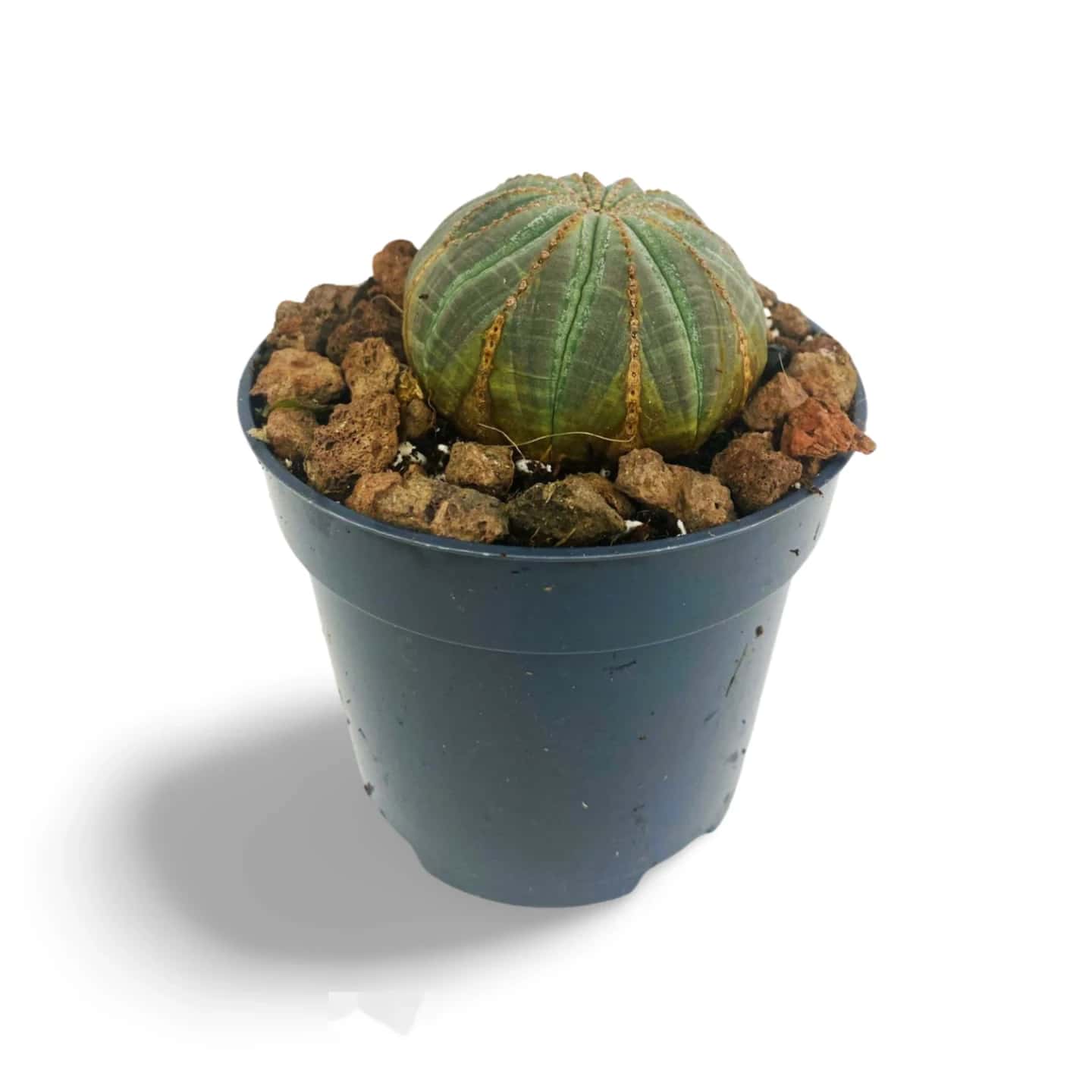 Übergewichtige Euphorbia