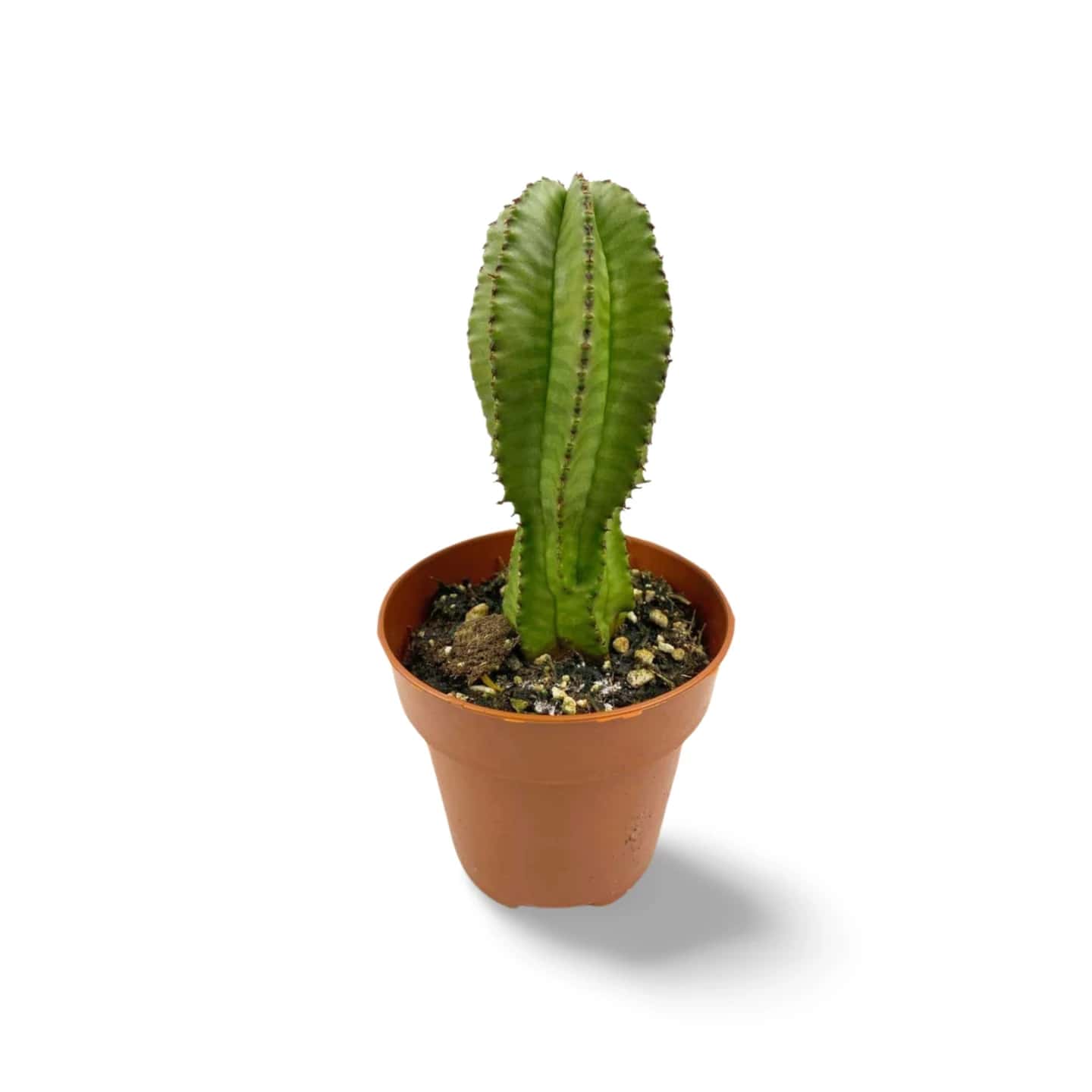 Euphorbia Anoplia 'Mother Hubbard'