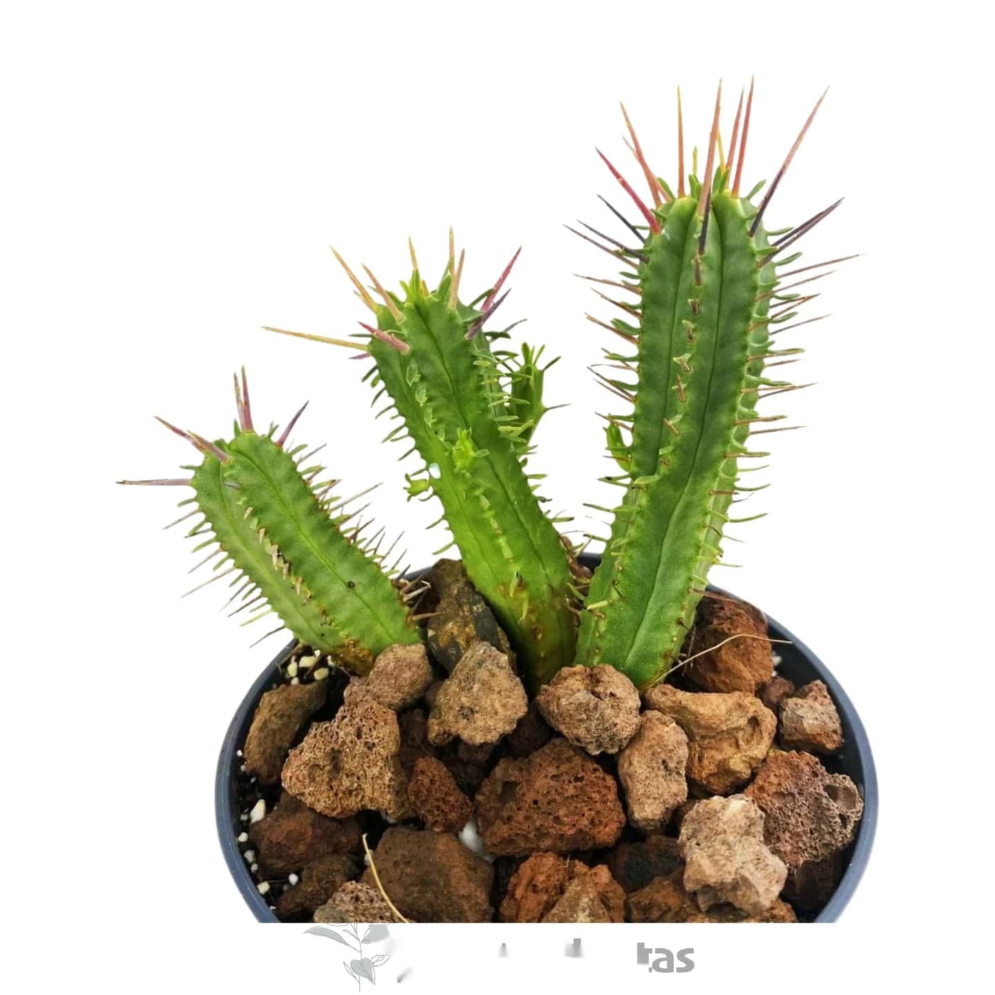 Euphorbia Enopla Pink