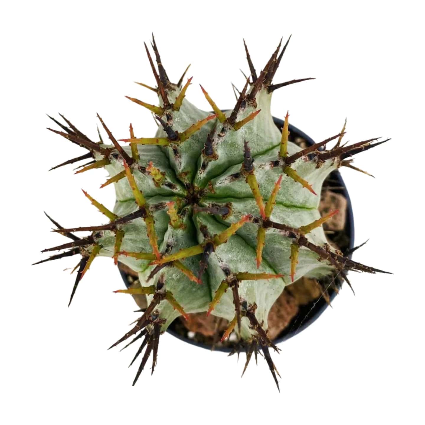 Euphorbia Horrida Boiss