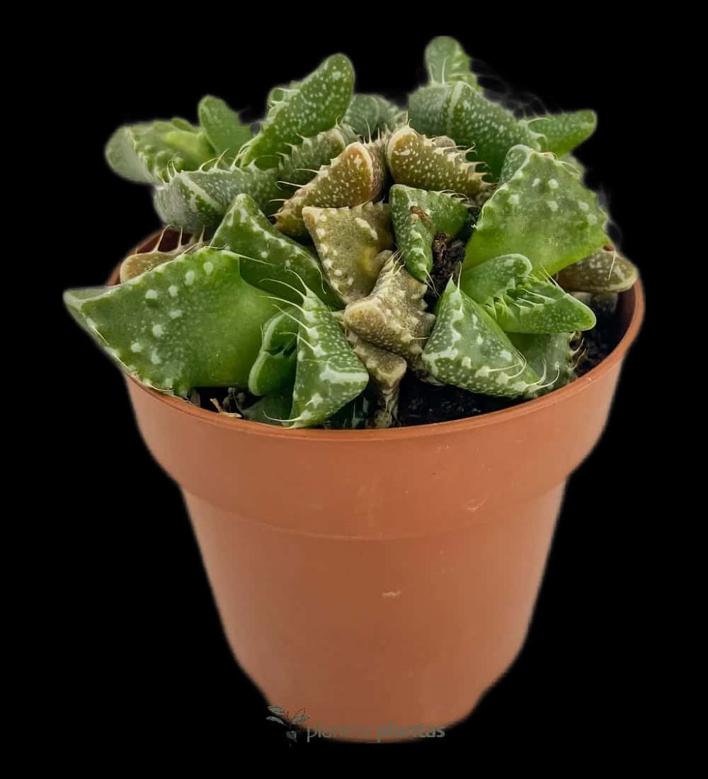 Tigermaul - (Faucaria Tigrina)