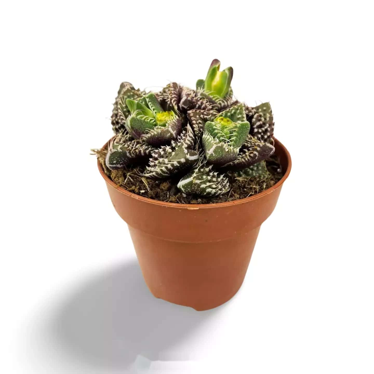Faucaria tuberculosa