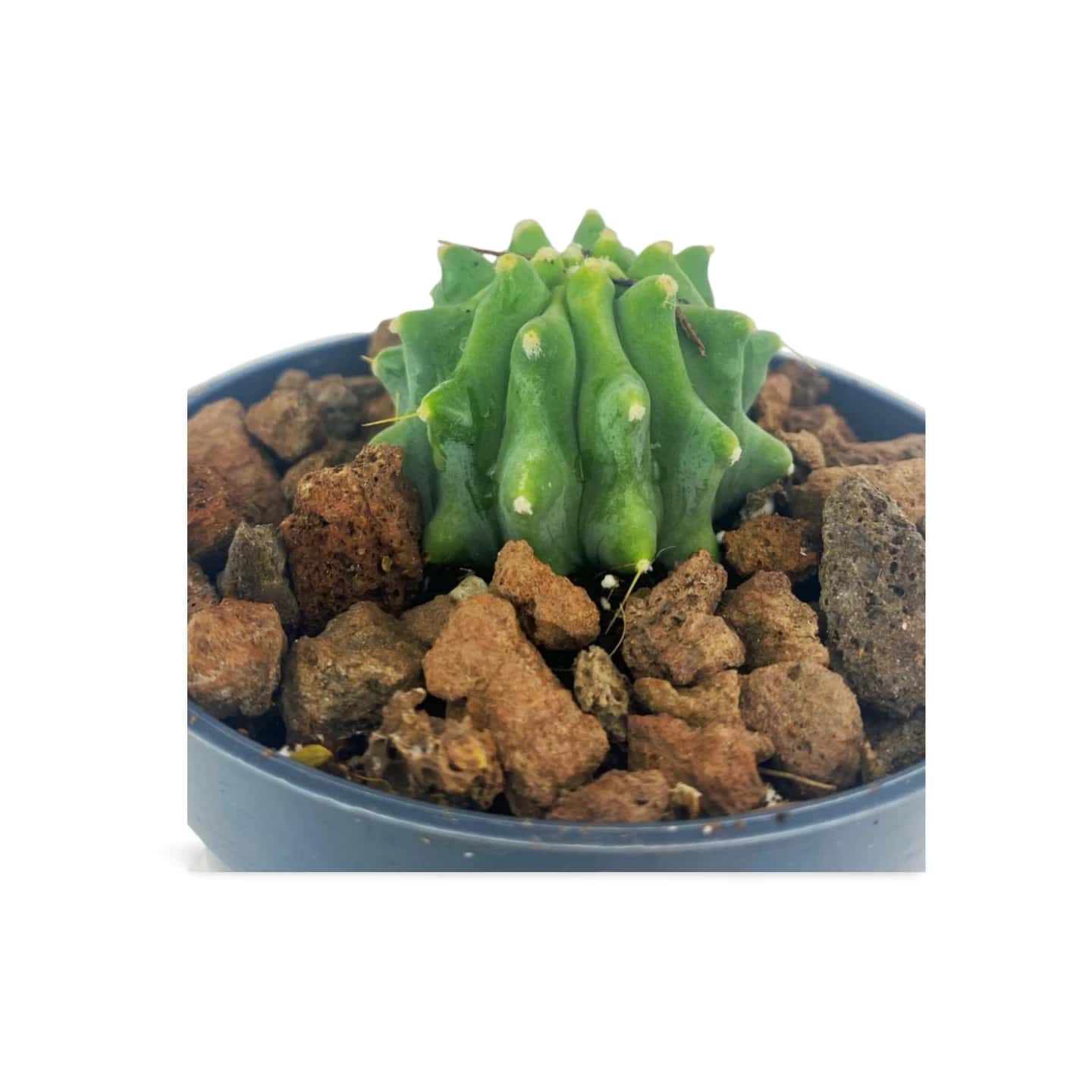 Ferocactus Glaucescens