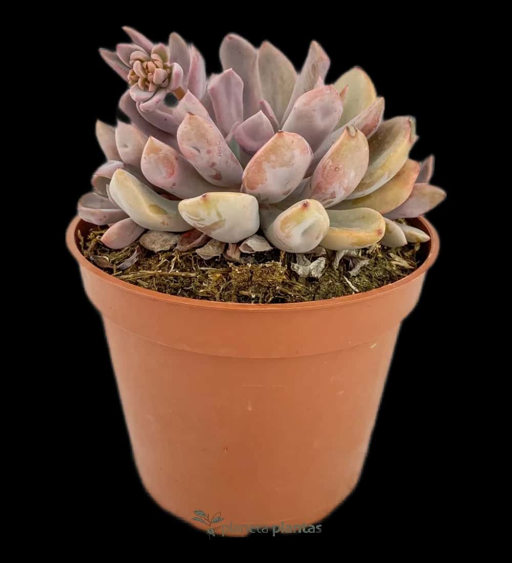 Graptoveria Debbie
