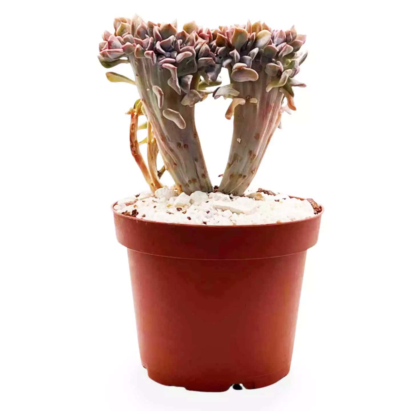Graptoveria Fred Ives Grande