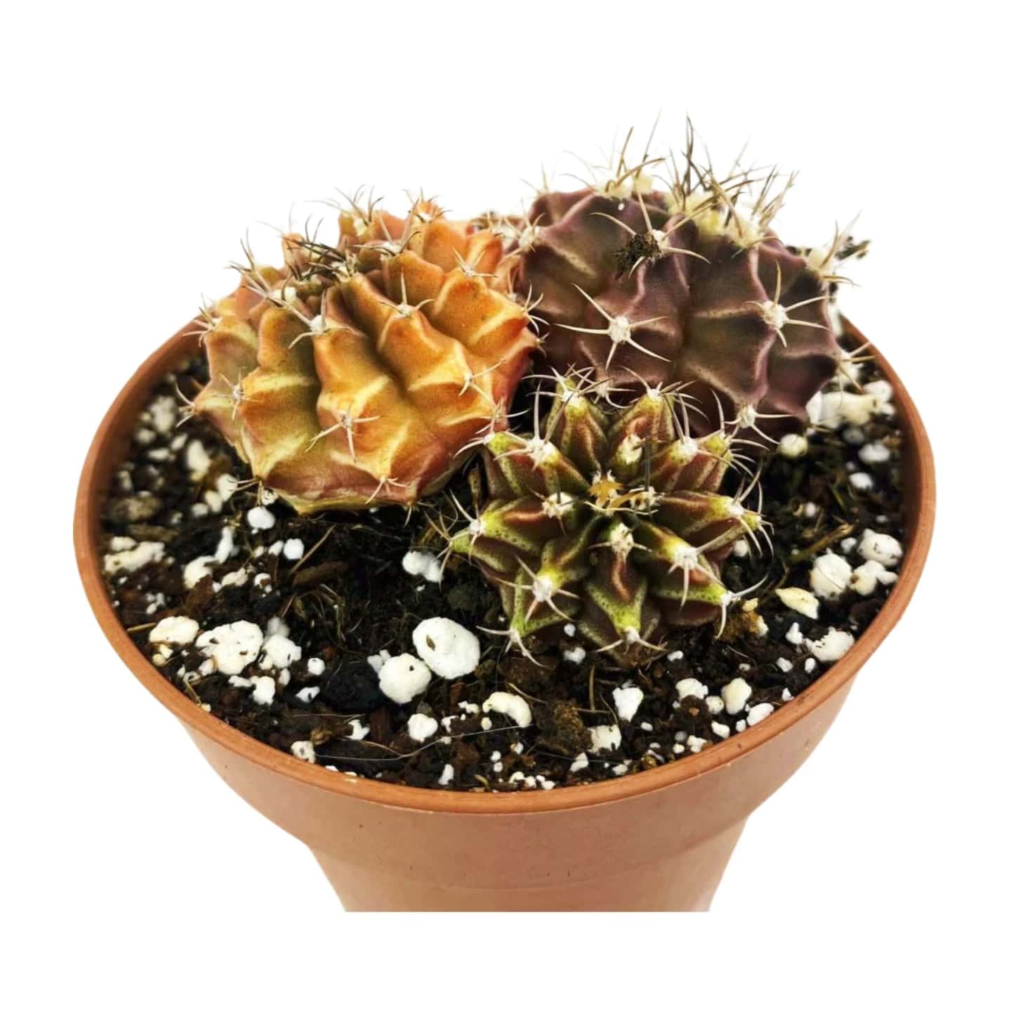 Gymnocalycium Mihanovichii Variegata