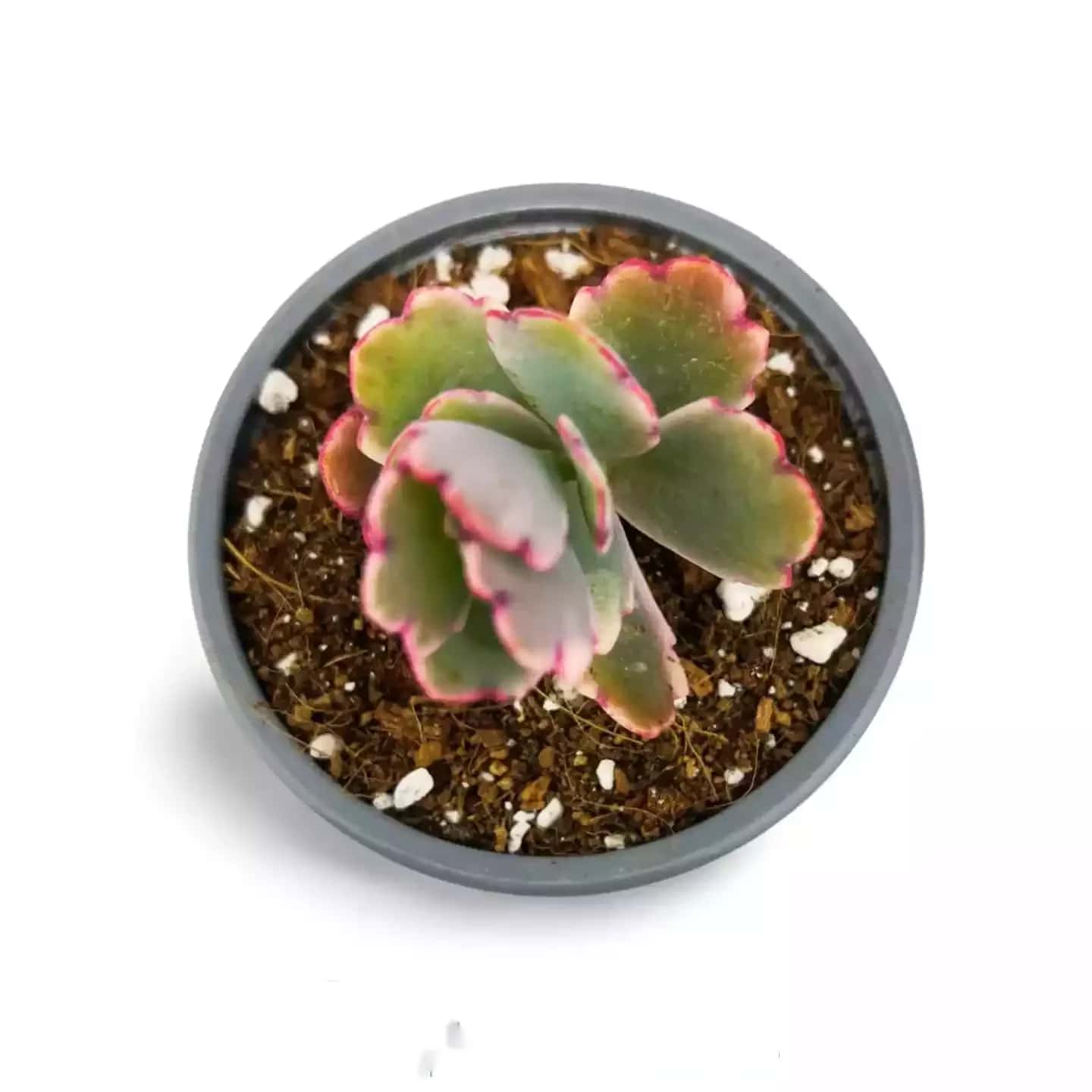 Kalanchoe Fedtschenskoi Variegata Rosa Schmetterling
