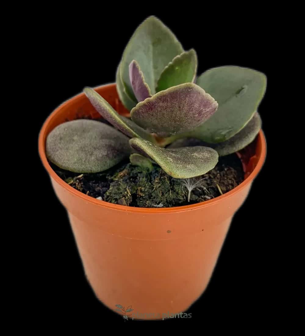 Mausblatt - (Kalanchoe Blossfeldiana)