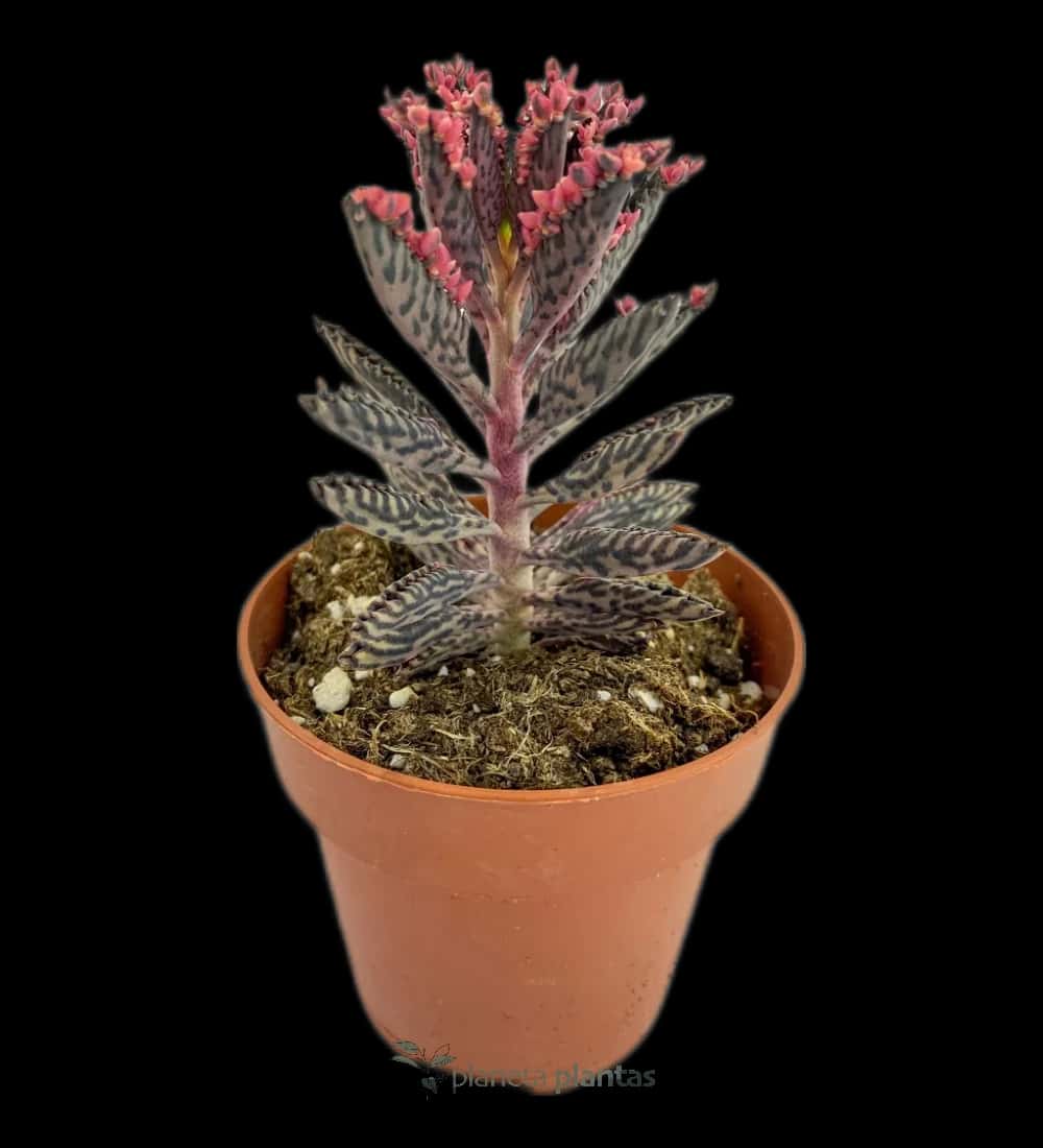 Glücksbaum - (Kalanchoe Daigremontiana)