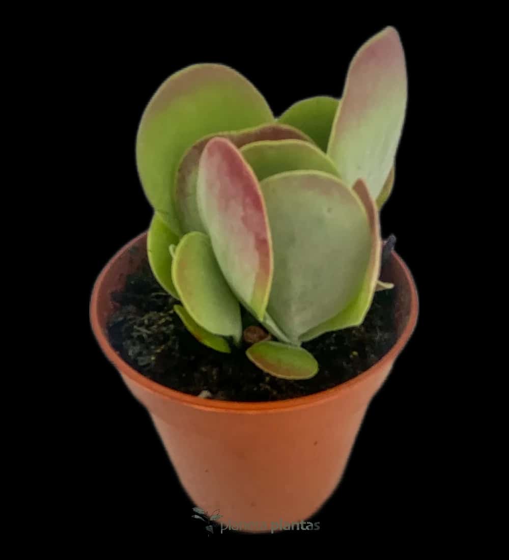 Pflanze des Lebens - (Kalanchoe Luciae)