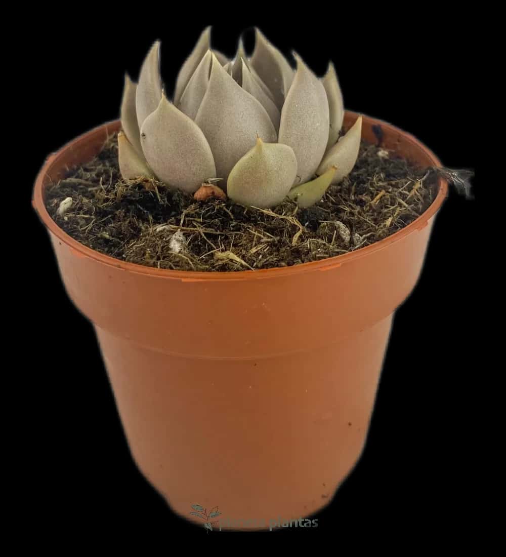 Lenophyllum Texanum
