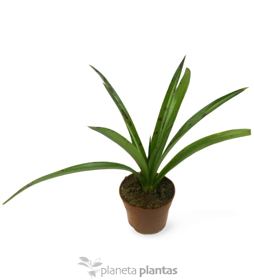 Agave Manfreda Maculosa
