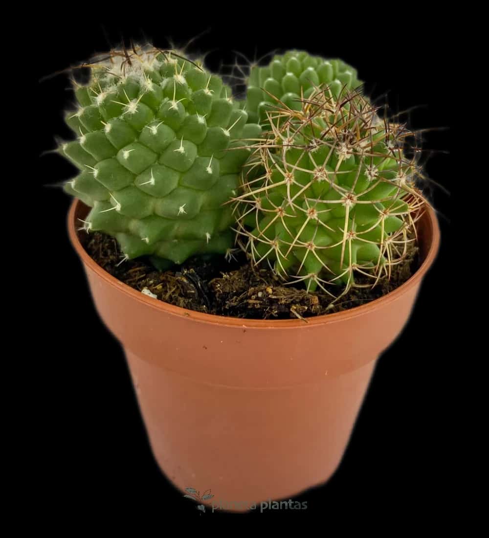 Mammillaria Compressa