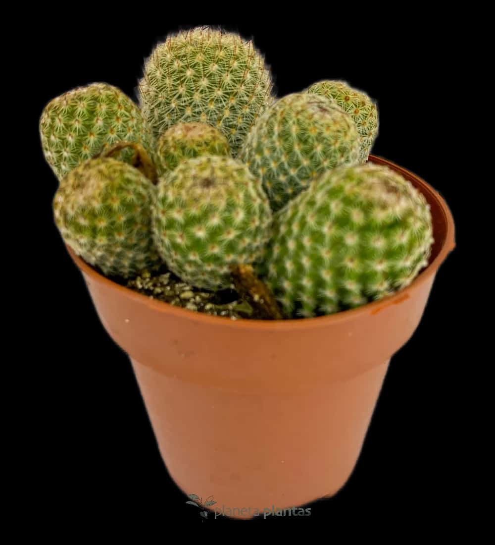 Mammillaria elongata