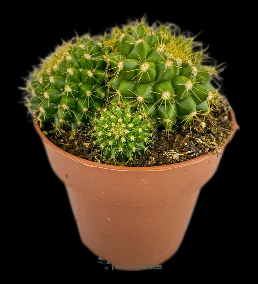 Kopf des alten Mannes - (Mammillaria Marksiana)