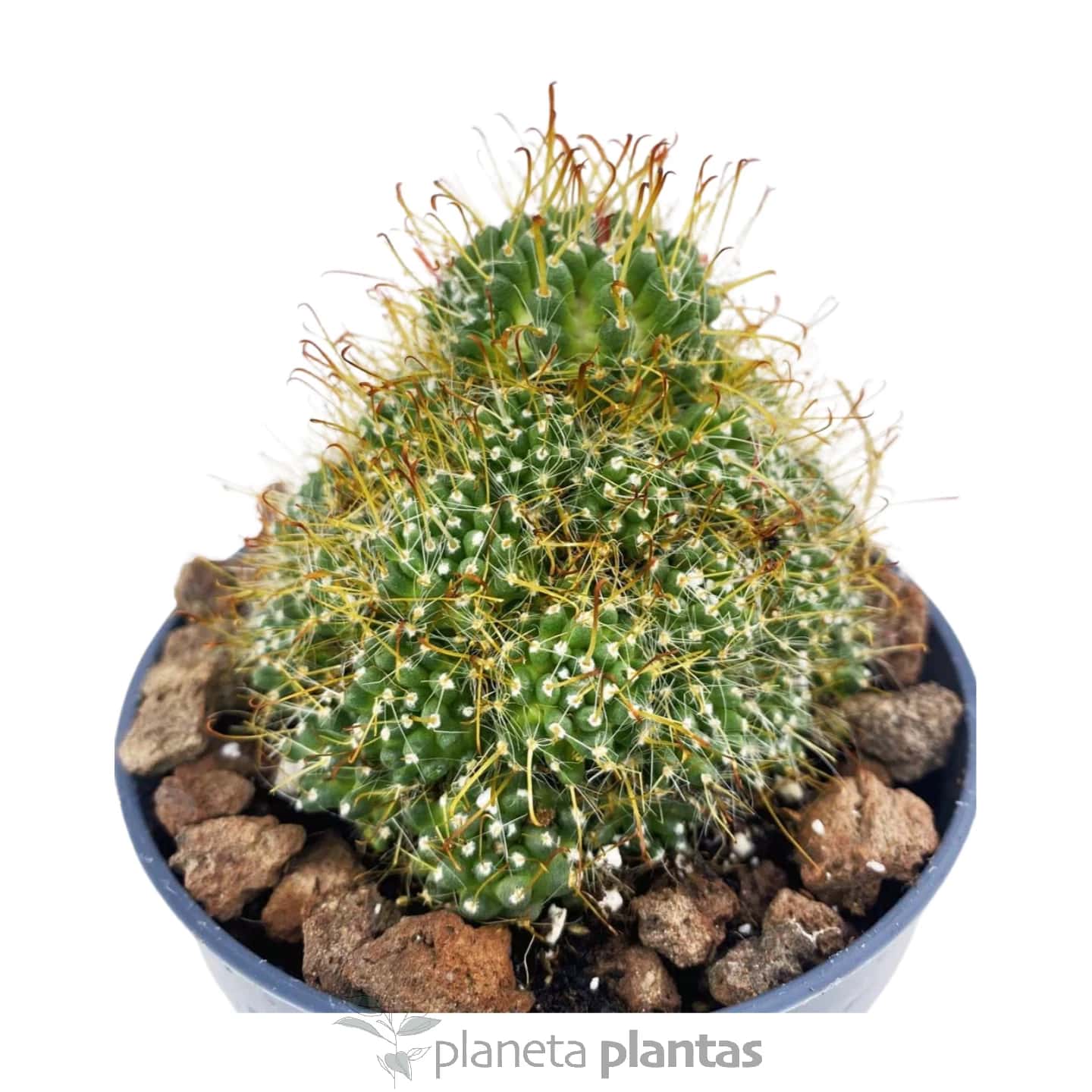 Mammillaria surculosa