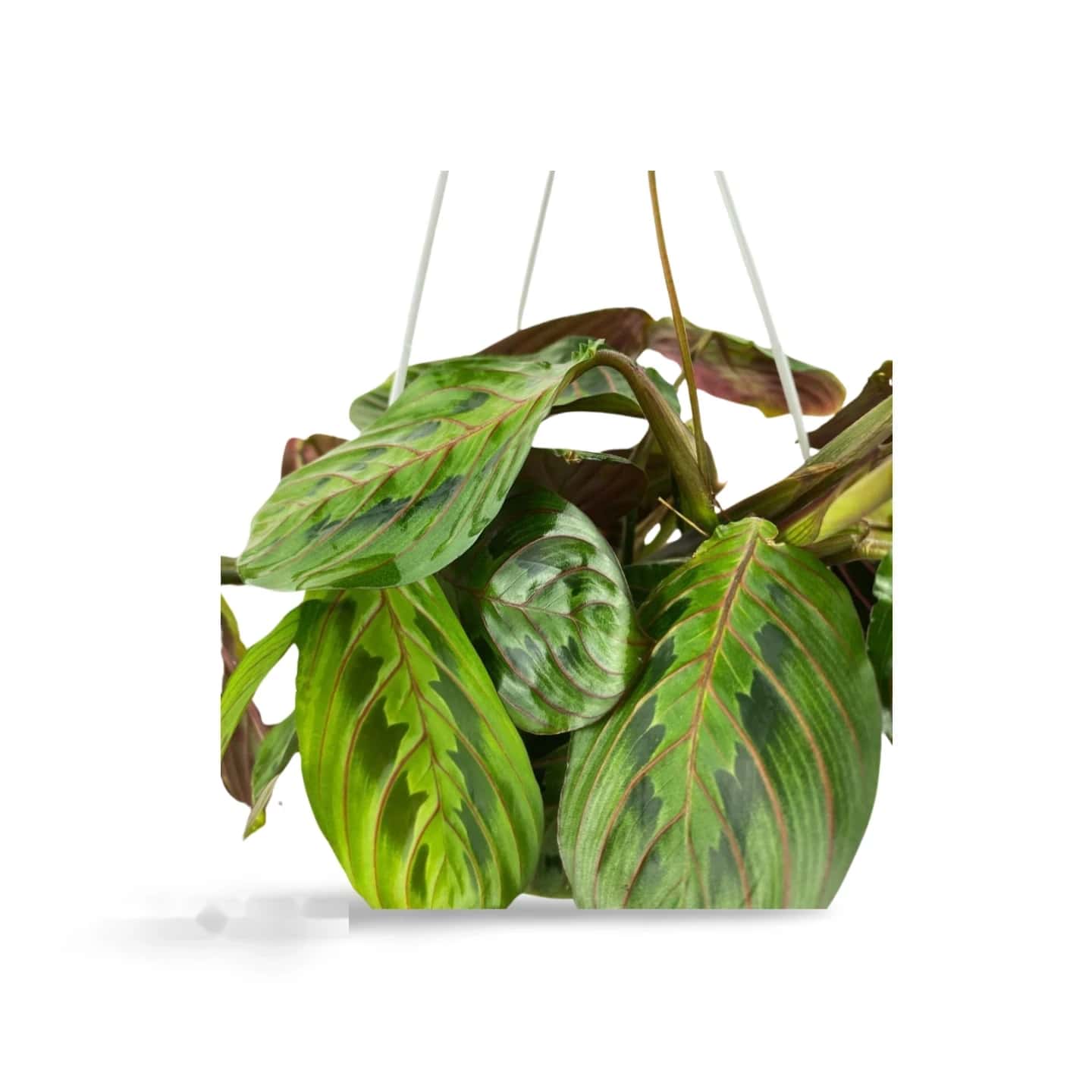 Maranta Leuconeura Tricolor