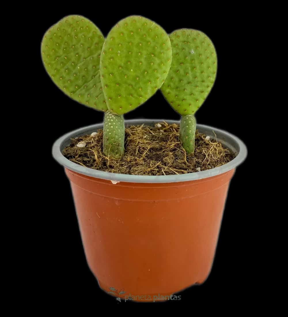 Kaninchenohr - (Opuntia Microdasys)