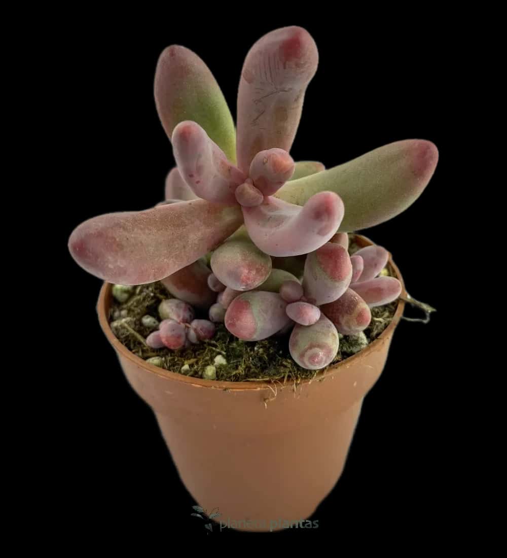 Pachysedum Ganzhou