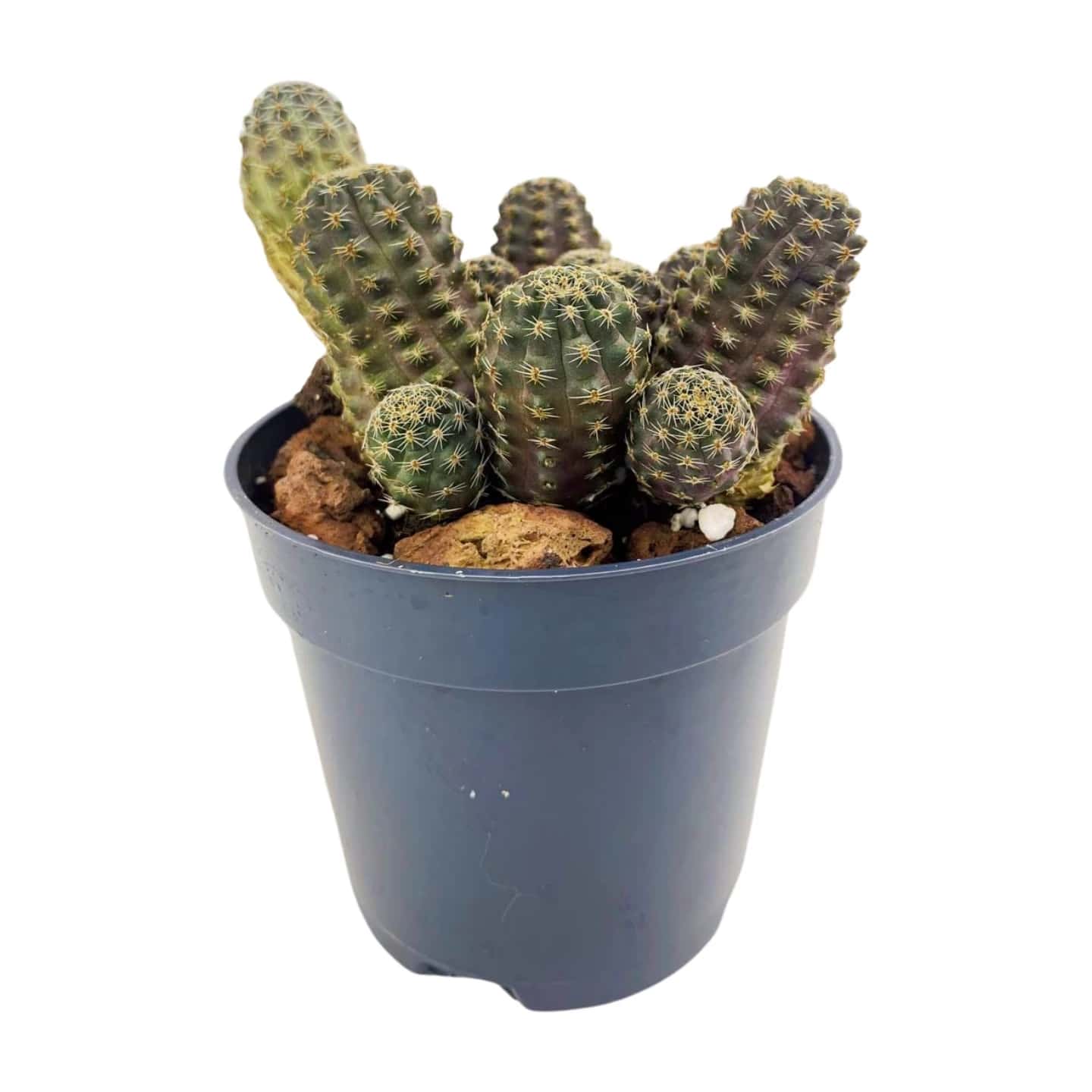 Rebutia Diersiana