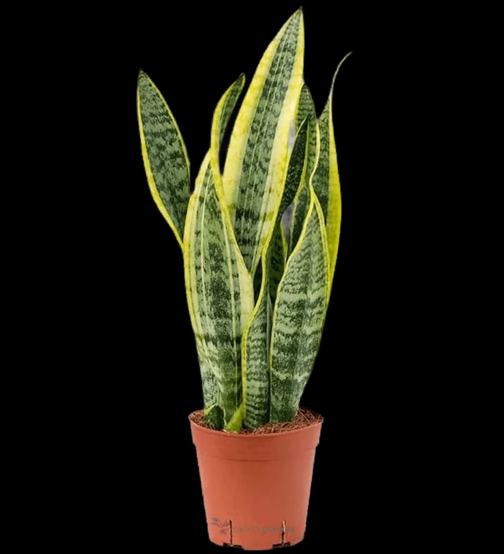 Schwiegermutterzunge - (Sansevieria trifasciata) -M