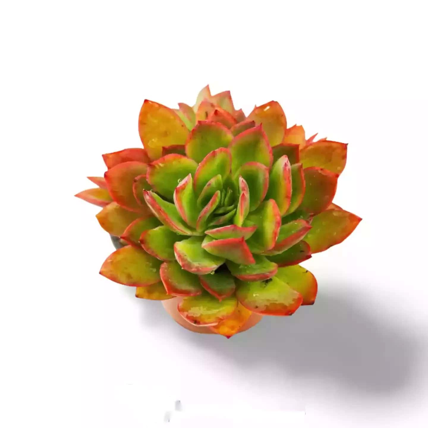 Sedeveria Letizia XL