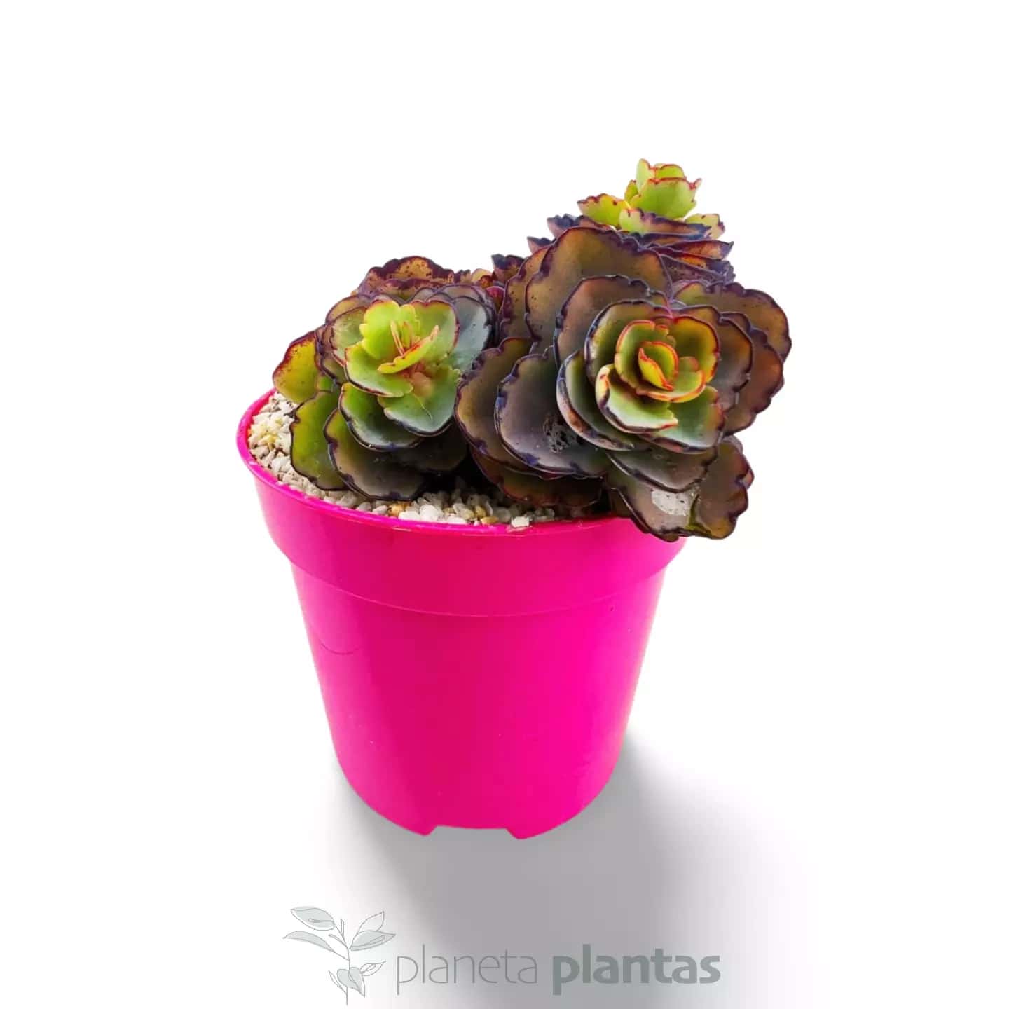 Sedum spurium Drachenblut